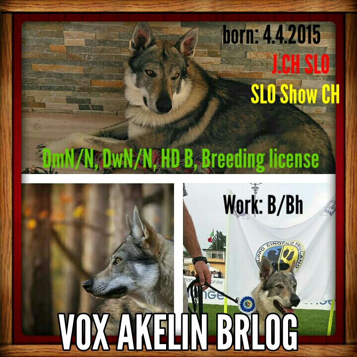 Vox Akelinbrlog